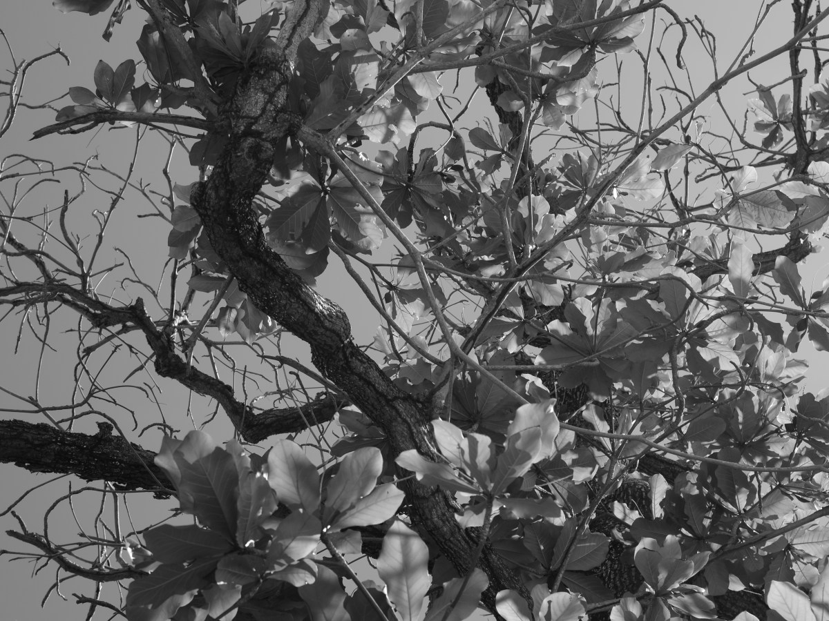 Visit to Puerto Rico No.&nbsp;2